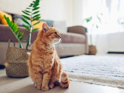 gato sentado no chão da sala