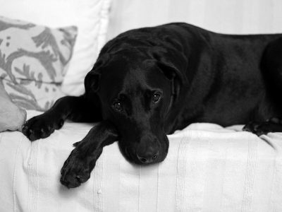 cachorro preto deitado no sofá