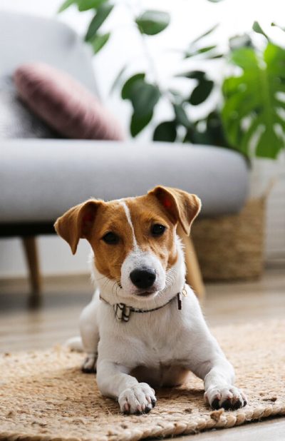 cachorro deitado no tapete da sala